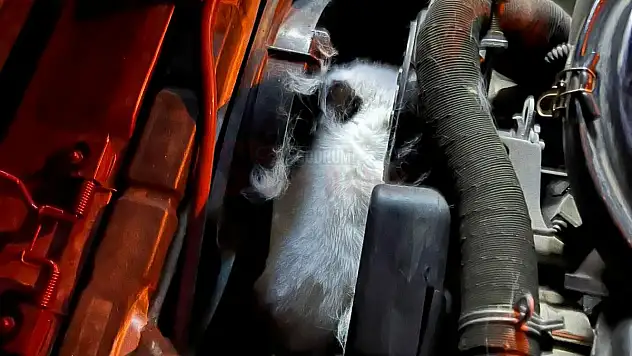 Soğuktan Motora Sığınan Kedi Araç Çalışınca Motorda Sıkışıp Yaralandı