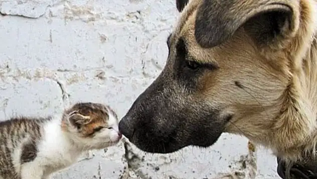 Sokak hayvanları genelgesi iptal edildi