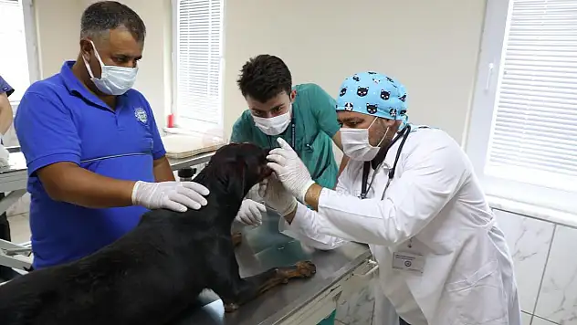 Sokak hayvanları 'mikroçip' ile kayıt altına alınıyor