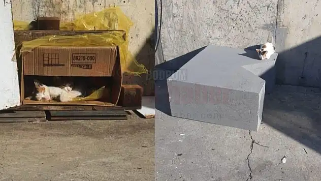 Sokak Hayvanlarına AVM'den Saygısızlık