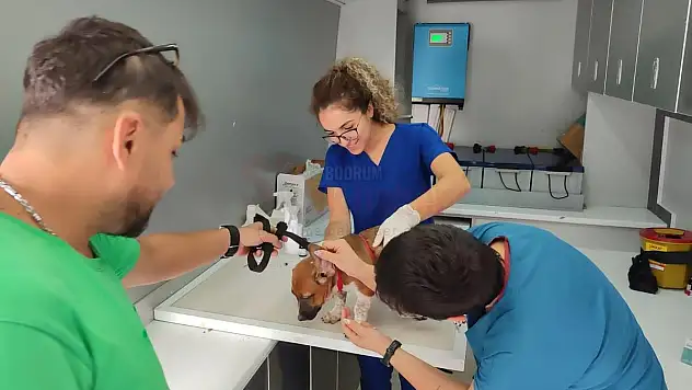 Sokak Hayvanlarına Yönelik Çalışmalar Sürüyor