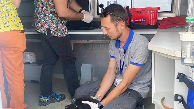 Sokakta Yaşayan Can Dostlar için Çalışıyorlar