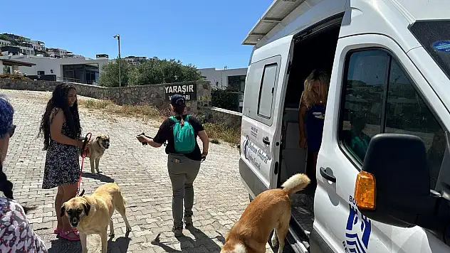 Sokakta Yaşayan Can Dostlar için Çalışmalar Devam Ediyor
