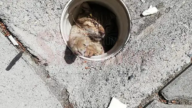 Su Giderine Sıkışan Kediyi İtfaiye Ekipleri Kurtardı