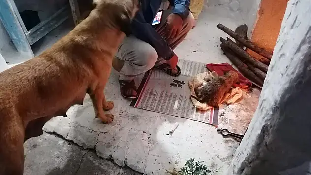 Sulama Kanalına Düşen Köpek Yavrusunu İtfaiye Kurtardı