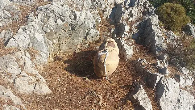 Şüpheli Paketten Köpek Cesedi Çıktı