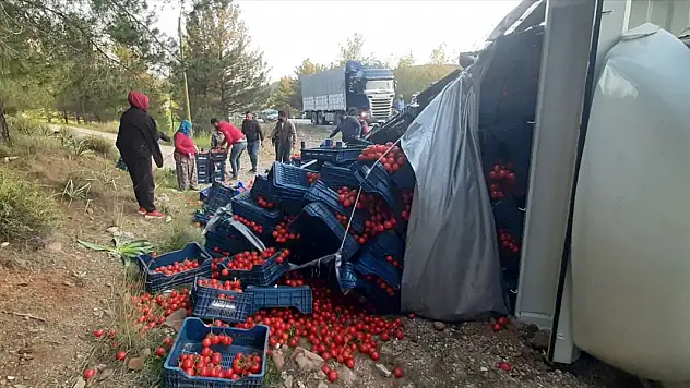 Tarım işçileri devrilen kamyondaki domatesleri toplamak için seferber oldu