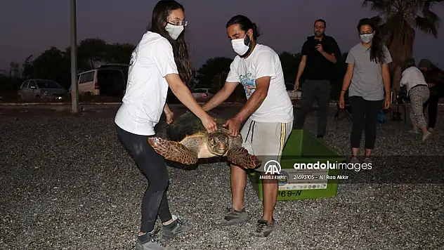 Tedavi edilen caretta caretta denize salındı