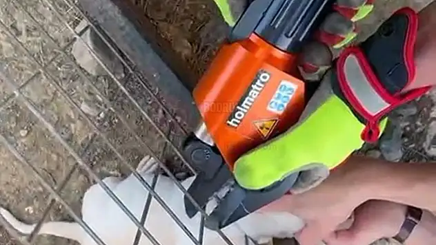 Tel Kafese Kafası Sıkışan Yavru Köpek Kurtarıldı