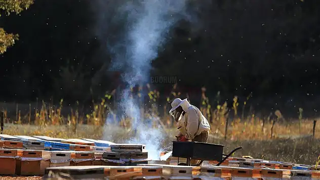 'Temiz Petek Projesi' ile Arıcının Yüzü Gülüyor