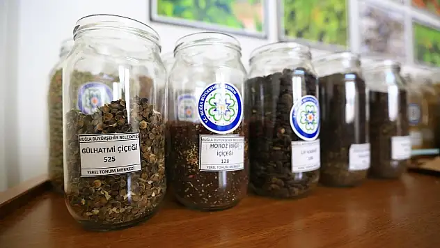 Tohum Dağıtımına 1 Şubat'ta Başlıyor