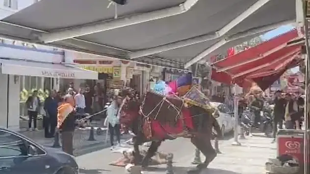 Tören Devesi  Bodrum Merkezi Karıştırdı