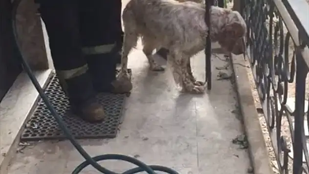 Başı korkuluğa sıkışan köpeği itfaiye personeli kurtardı