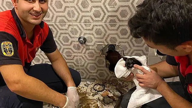 Tuvalet Gider Borusundan Yavru Kedi Sesi Yetkilileri Alarma Geçirdi