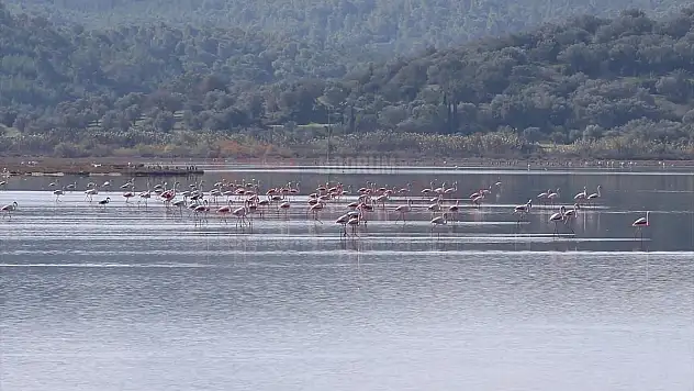Tuzla Sulak Alanı göçmen kuşların akınına uğradı