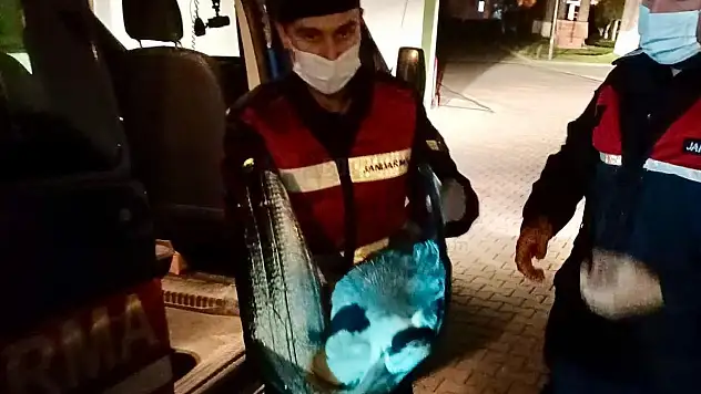 Uçamayan Pelikanı Jandarma Kurtardı