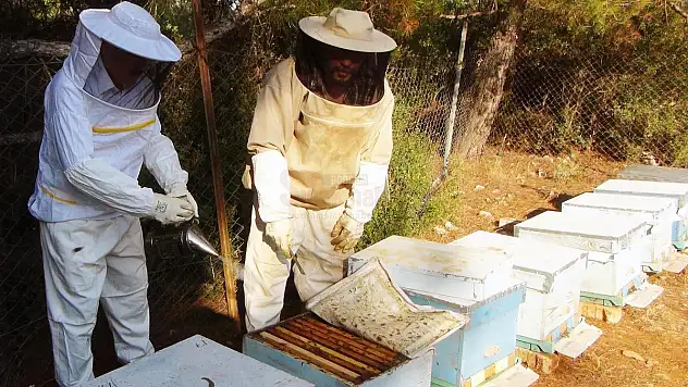 Üniversite Kampüsünde Organik Arıcılık