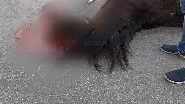 Ürkerek Yola Fırlayan At Telef Oldu