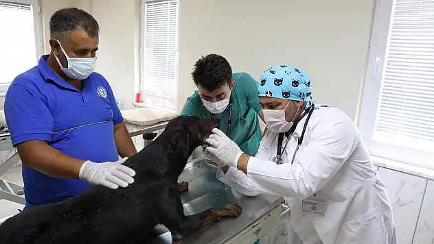 Uşak'tan Muğla'ya Uzanan Yaşam Mücadelesi