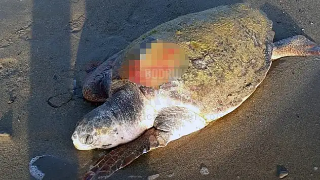 Uydu Takip Cihazı ile Takip Ediliyordu, Ölü Bulundu