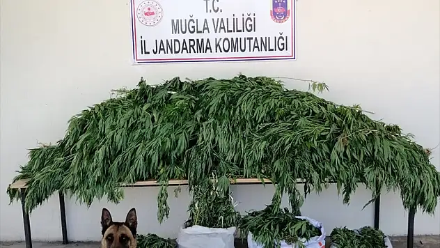 Uyuşturucu Operasyonu