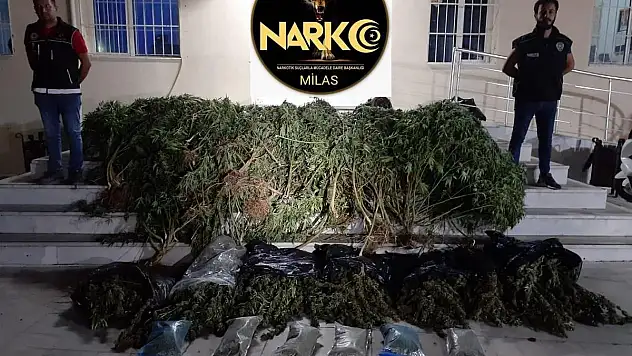Uyuşturucu Operasyonunda 46 kg Esrar Yakalandı