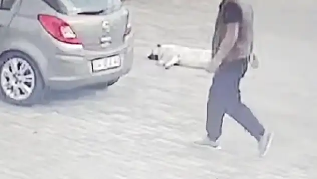 Uyuyan Köpeği Ezen Şüpheli Şahıs Yakalandı