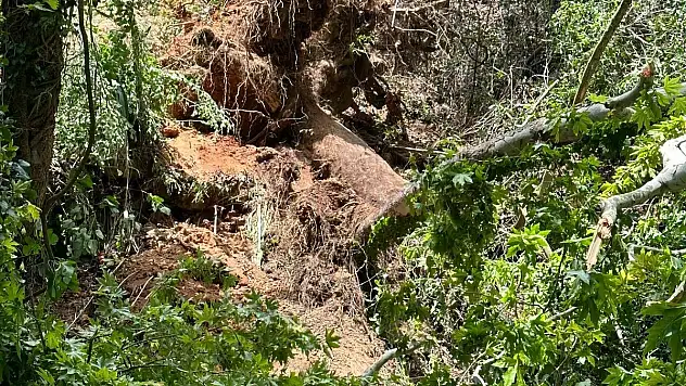 Üzerine Ağaç Devrilen Turist Öldü