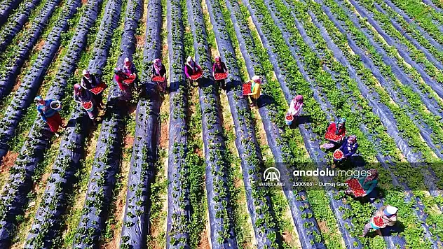 'Vali Hanım çileği' fiyatı ve verimiyle yüz güldürdü