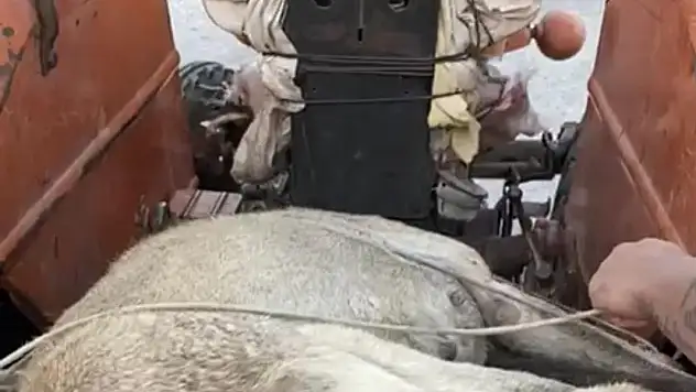 Vatandaşlar İple Bağlanan Köpeği Kurtardılar