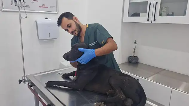 Vatandaşlarca Bakılan Gece'yi Tüfekle Yaraladılar