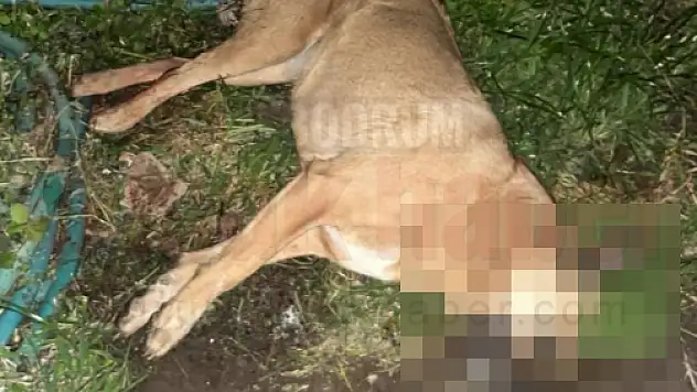Vatandaşların Baktığı Kedi ve Köpekleri Zehirlediler