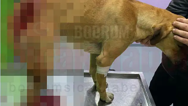 Vatandaşların Baktığı Köpeği Bıçakla Yaraladılar