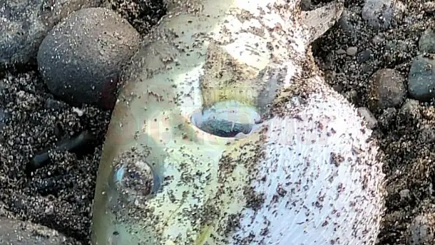 Vatandaşların Oltalarına Balon Balığı Takılıyor