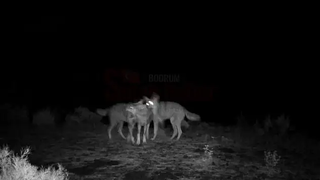 Yaban Hayvanları Fotokapana Yakalandı