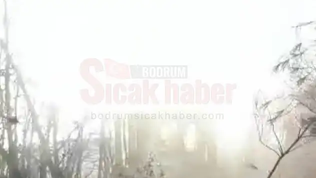 Yanan ağaçları temizlerken yeşil ağaçları da katlediyorlar