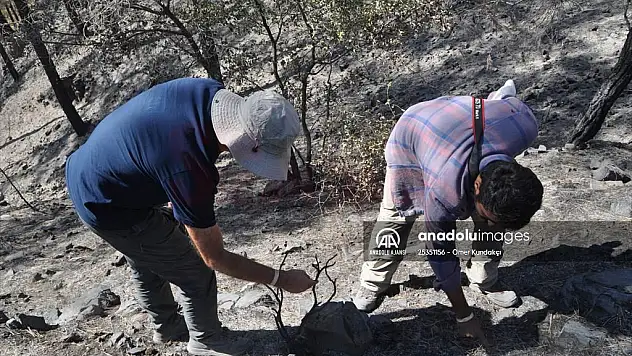 Yanan ormanlık alanlarda 'ekolojik tespit' çalışması başlatıldı