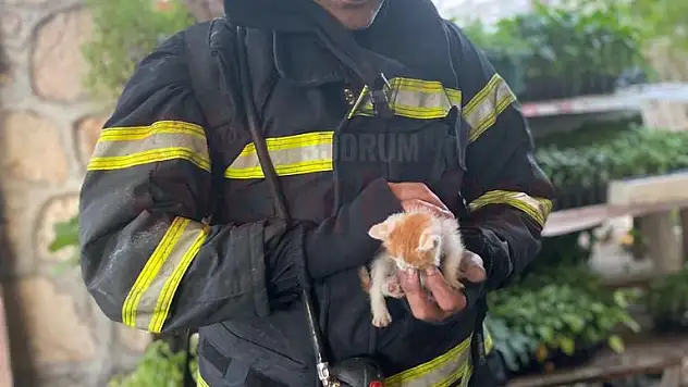 Yangın Söndürüldü Yavru Kedi Kurtarıldı.