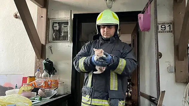 Yangında 3 Yavru ve Anne Kedi Ekiplerce Kurtarıldı