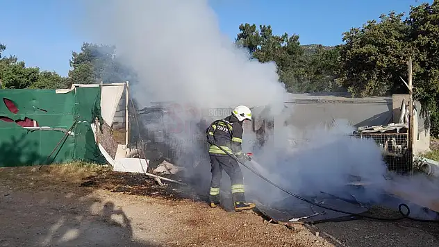 Yangında Güvercinler Telef Oldu