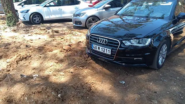 Yangından Sonra Dikilen Fidanların Üzerine Araçlarını Park Ettiler