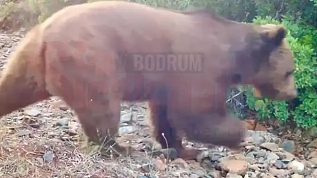 Yangınlardan Sonra İlk Defa Bir Bozayı Fotokapanla Görüntülendi