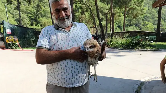 Yaralı Şahin Tedavi Altına Alındı