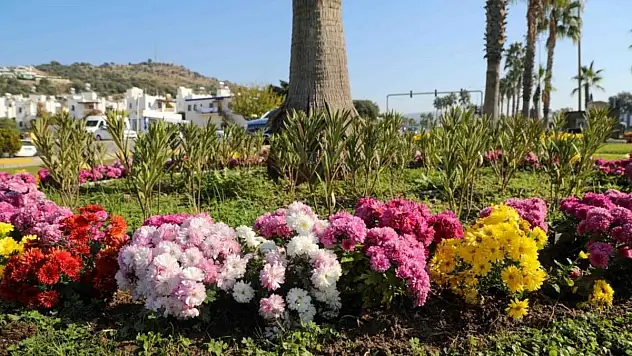 Yarımada Genelinde Yeşillendirme Çalışmaları
