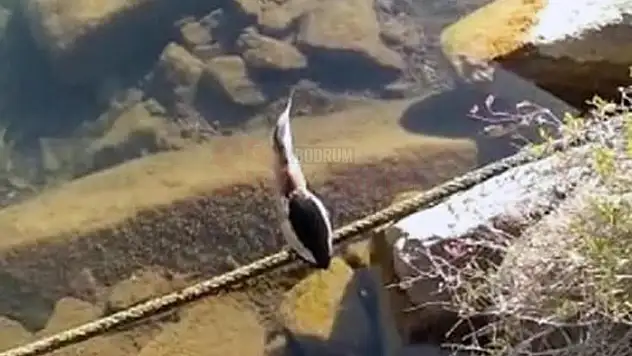 Yavru Balaban Kuşu Tekrar Doğaya Bırakıldı