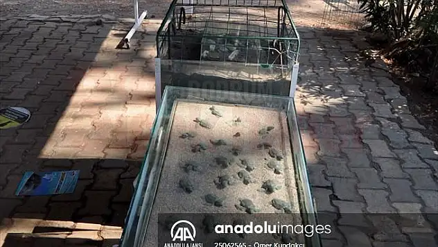 Yavru cerattalar dünyaca ünlü İztuzu Plajında mavi sularla buluşuyor