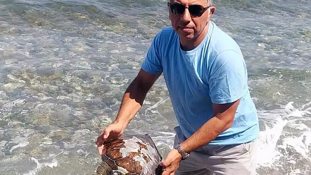 Yavru Deniz Kaplumbağa Ölüsü Kıyıya Vurdu