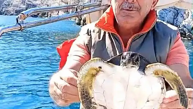 Yavru deniz kaplumbağası kurtarıldı