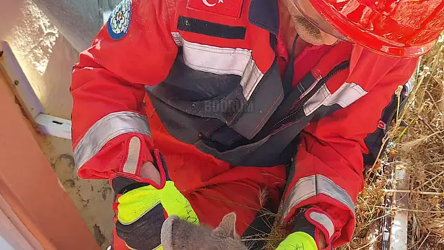 Yavru Kedi Ekiplerce Kurtarıldı