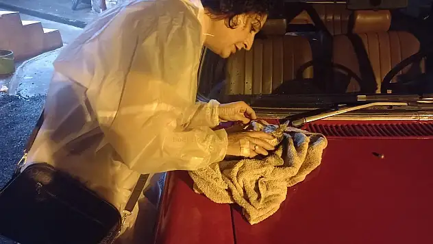 Yavru Kedi Yaralı Olarak Kurtarıldı